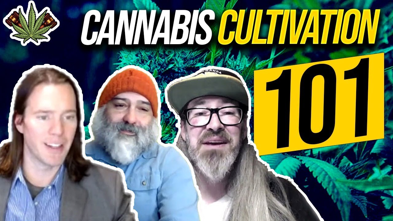 Cannabis Cultivation 101 | In Depth Growing Talk About Cultivation ...