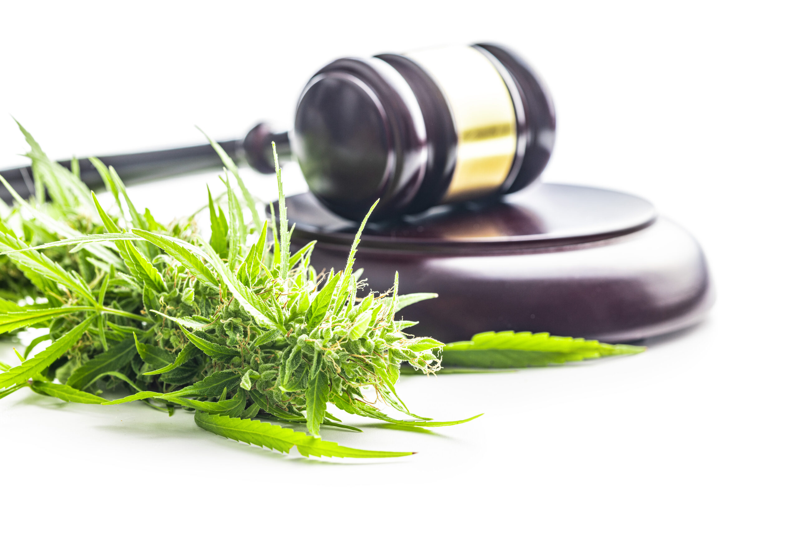 Marijuana Buds. Cannabis Plant And Judge Gavel Isolated On White Background.