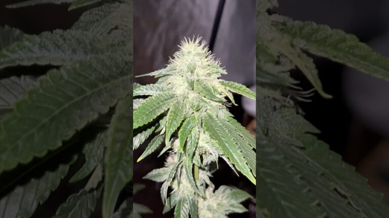 1754181092 maxresdefault.jpg