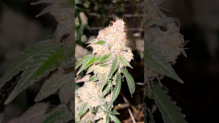 1755987976 maxresdefault.jpg