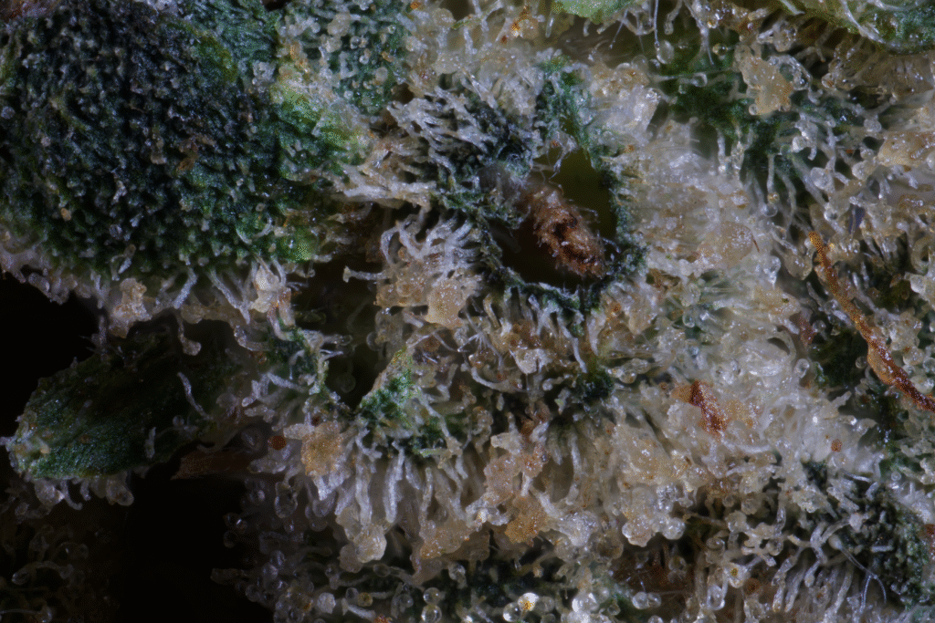 Black Lime Reserve Macro