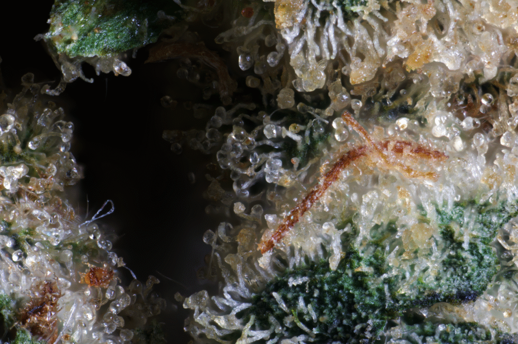 Black Lime Reserve Macro 2