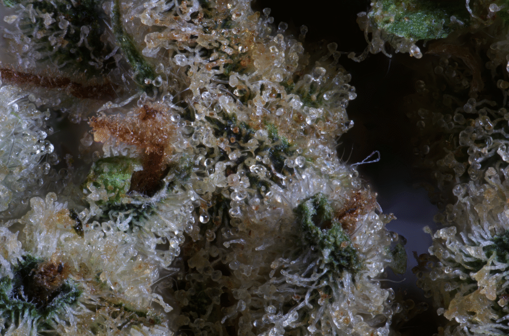 Black Lime Reserve Macro 3 1.1