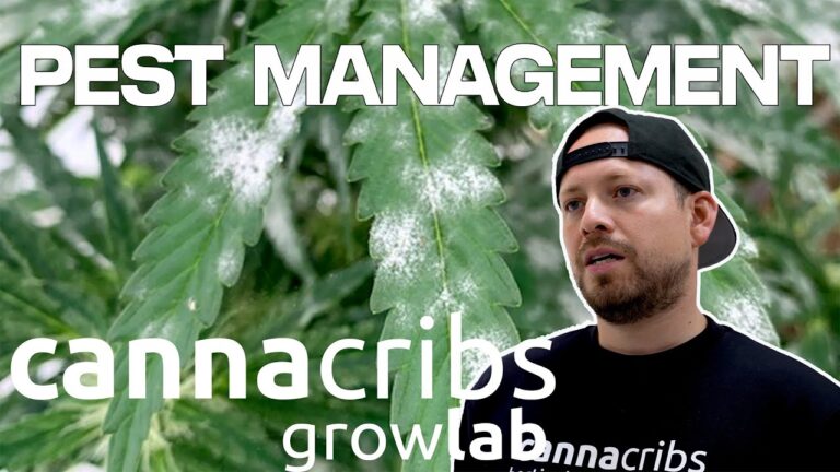 1768936795 maxresdefault.jpg