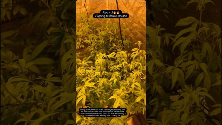 1773209821 maxresdefault.jpg