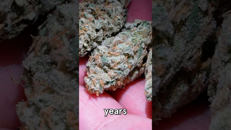 1777012146 maxresdefault.jpg